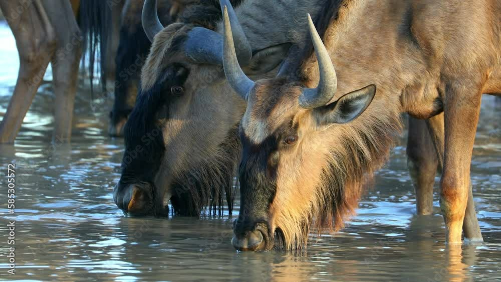 Poster Portrait of blue wildebeest (Connochaetes taurinus) drinking water, Kalahari desert, South Africa