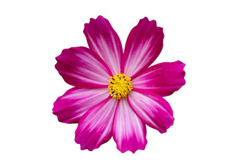 Single cosmos flower isolated