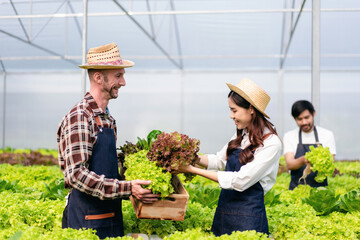 Two couple agribusiness owner farmer working and holding organic hydroponic vegetable in basket to preparing harvest export to sell