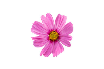 Single cosmos flower isolated