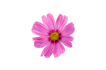 Single cosmos flower isolated