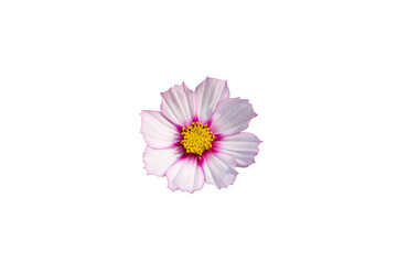 Single cosmos flower isolated