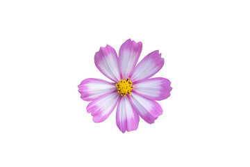 Single cosmos flower isolated