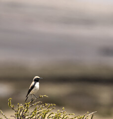 desert wheatear on a beautiful perch in himalayas