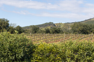 Fototapeta na wymiar Fields with vineyards in the mountains