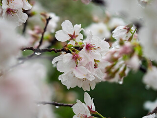 Fototapeta na wymiar 雨に濡れた桜の花弁