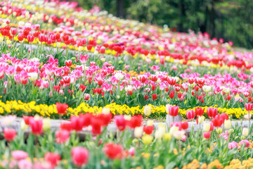 満開にチューリップ が咲くの丘