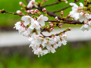Fototapeta na wymiar 雨に濡れた桜の花弁