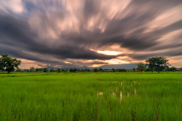 Obraz premium Natural scenic rice field and sunset in thailand