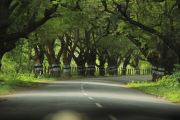 road in the forest