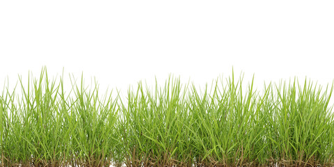 Cut out green grass field on transparent background, 3d render illustration.