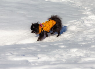Fototapeta na wymiar A black dog in an orange blanket on a background of snow in winter