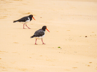 Pied Oyster Catchers Go Right