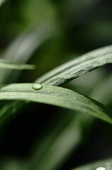 Obraz premium 水滴 葉 緑