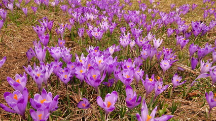 The surprise of spring is one of the first spring flowers of the alpine meadows of the nature reserve (Crocus sativus)

