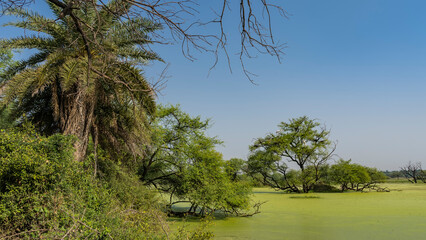 Fototapeta na wymiar The lake in the swampy area is completely covered with green duckweed. Thickets of deciduous trees and palms on the shore. Blue sky. India. Keoladeo Bird Sanctuary. Bharatpur