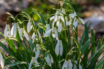 Blühende Schneeglöckchen im Sonnenschein