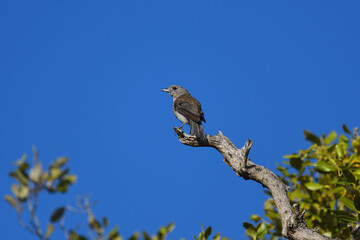 Australian adult female Grey Shrike-thrush -Colluricincla harmonica- perched branch looking over...