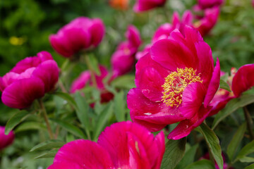 Peony officinalis ( lat. Paeonia officinalis ) is a perennial plant of the peony family