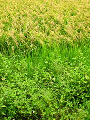 夏草の生える畦道と豊作の田圃