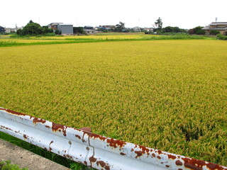 坂道のガードレール越しに見る晩夏の豊作の田圃風景