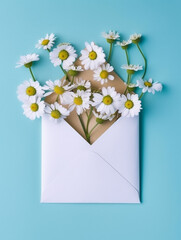 Opened envelope with full of white daisy flowers on blue background, happy mothers day, greeting card, valentine, top view. Generative AI