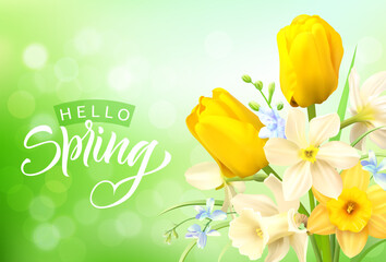 Spring greeting banner with beautiful daffodils and tulips. Vector illustration.