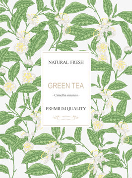 Tea background. Hand drawn Camellia sinensis plant. Green tea branches with leaves and flowers. Vector illustration. Design for packaging.
