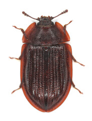 Bark-gnawing beetles (Trogossitidae), Ostoma, Peltis ferruginea. Beetle isolated on a white background.