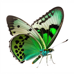 This image depicts a stunningly beautiful green butterfly with intricate patterns on its wings on a completely transparent background, allowing for versatile and creative use.Generative AI