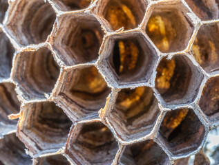 Macro texture of a hornet's nest in nature