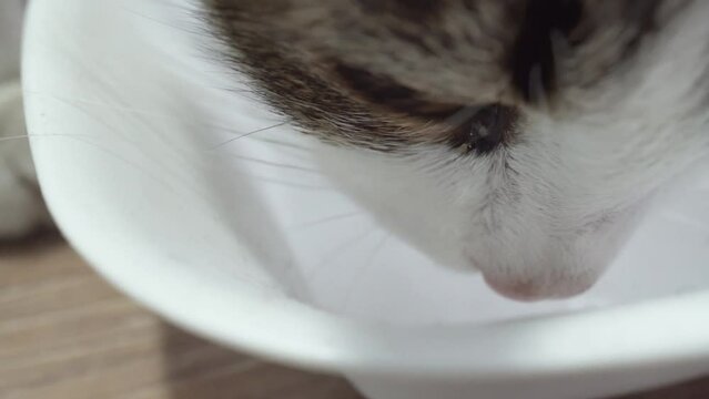 Close up of a cute adorable small cat, kitten dringing water from the white bowl, selective focus
