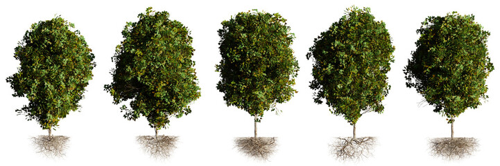 deciduous trees with roots, set of beautiful plants, isolated on transparent background