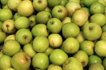 Fresh green plum. Green plum arranged for sale. Green healthy Plum.