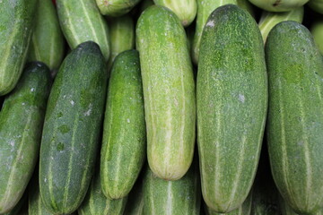Fresh Cucumber arranged for sale.  Cucumber on shop for sale. Fresh natural cucumber