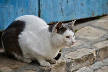 Black and White Cat Crouched on Stone Doorstep in front of Blue Door in Tunis Medina