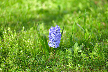  blue hyacinth on grass