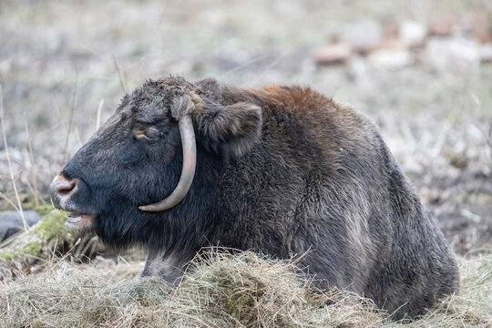 Żubroń - Żubroń is a hybrid of domestic cattle and wisent. The wisent is the European bison.