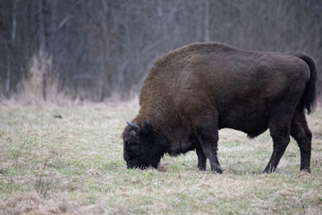 European bison