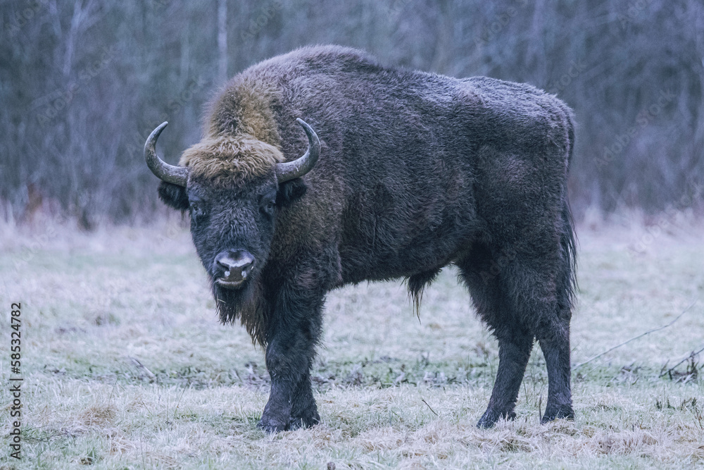 Wall mural European bison