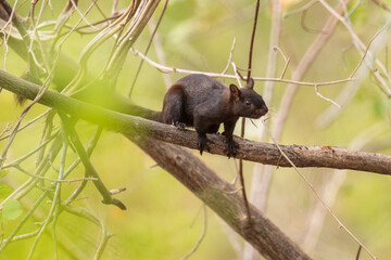 Variegated Squirrel - Sciurus variegatoides, beautiful squirrel from New World gardens and forests, Cambutal, Panama.