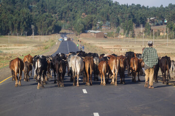 Herd of cows on the  Ethiopian village  road - obrazy, fototapety, plakaty