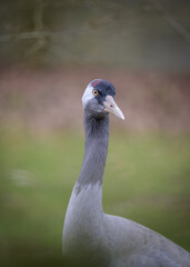 Fototapeta premium Vogelportrait
