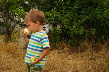A little boy in summer clothes sniffs a fresh green apple, the second apple he holds in his other...