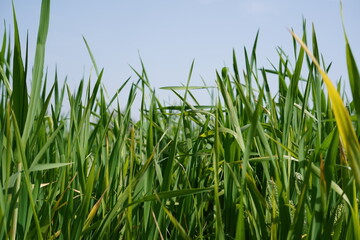 Green grass close up against the sky