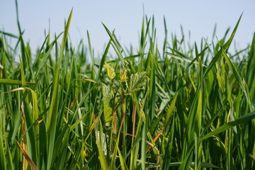 Green grass close up against the sky