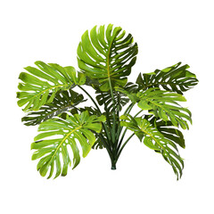 Tropics monstera plants shrub cut out transparent backgrounds 3d rendering png