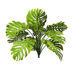 Deurstickers Monstera Tropics monstera plants shrub cut out transparent backgrounds 3d rendering png