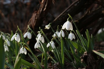 Beautiful white blooming snowdrops growing outdoors. Spring flowers