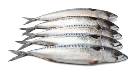 Many tasty raw mackerels isolated on white